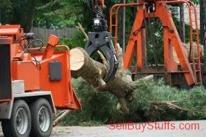Indore Tree Maintenance Near Me: Important Care Tips for Trees Around Your Home