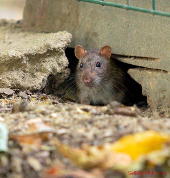 Australia Classifieds Vermin Control