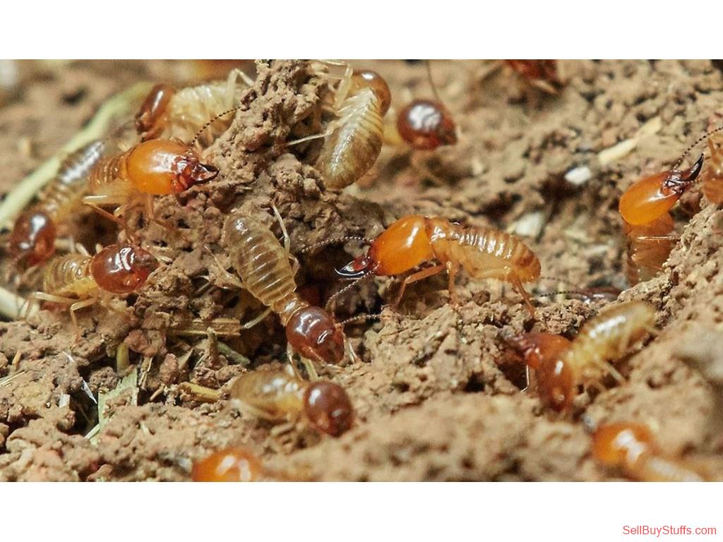 Australia Classifieds Termite Treatment