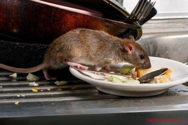Australia Classifieds Rat Control Service