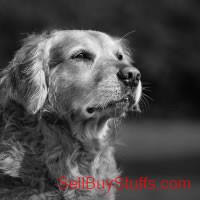 Mumbai Best Dog Food