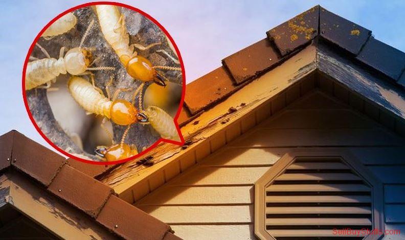 Australia Classifieds Termite Fumigation