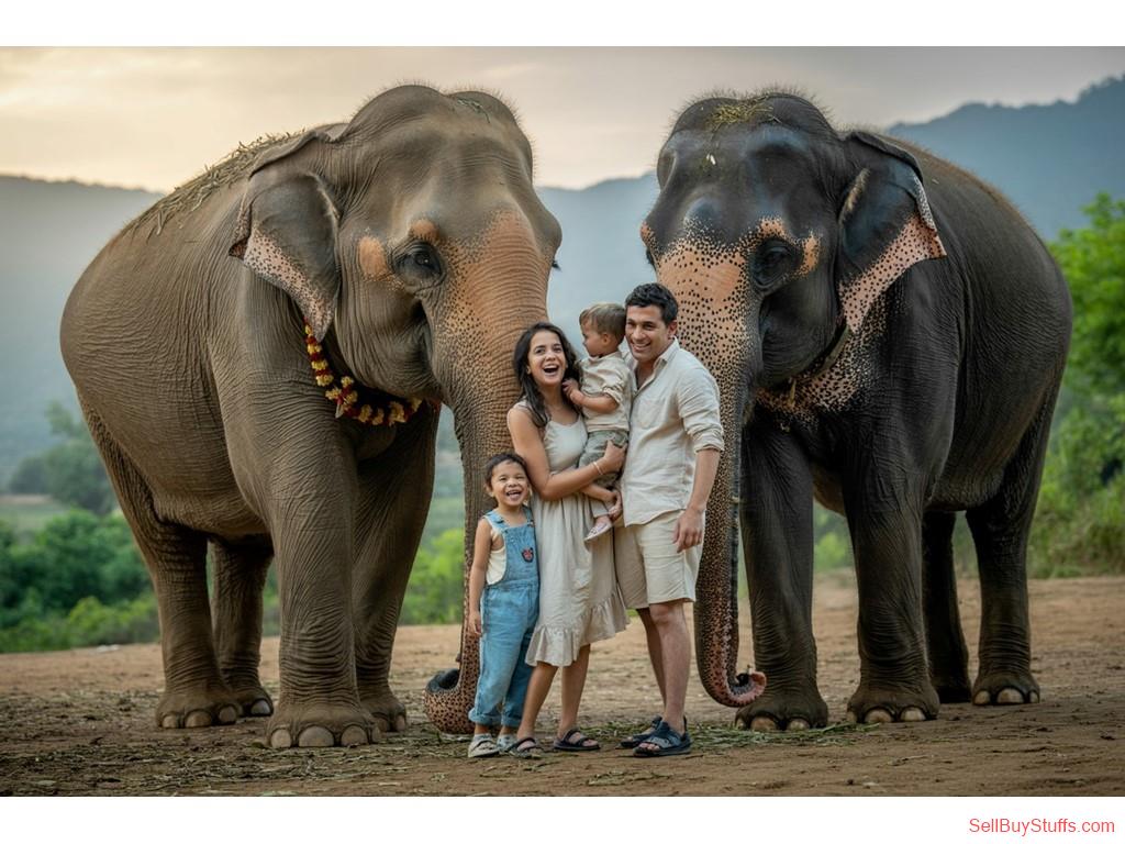 Jaipur Elephant Sanctuary In Jaipur Experience Culture And Wildlife Together
