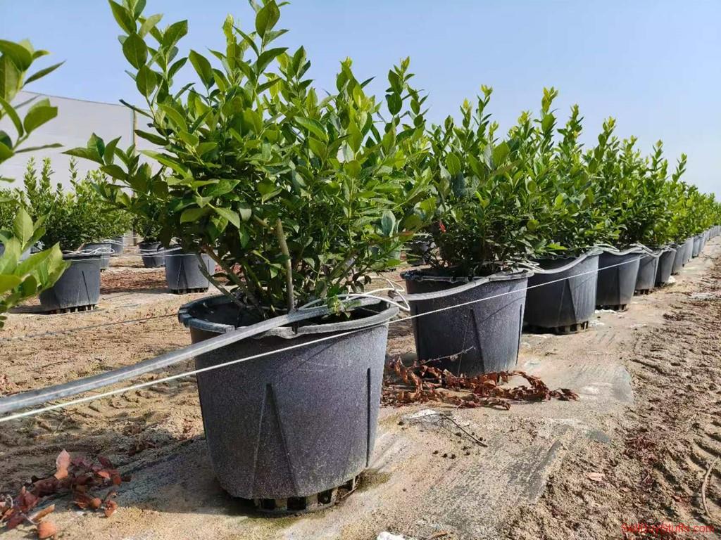 Ahmedgarh Classifieds Plastic Berry Grow Pots Wholesale Australia Classifieds Plastic Berry Grow Pots Wholesale